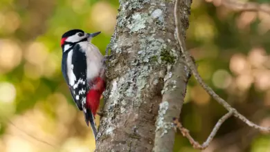 Woodpecker Species Perched on the Woods