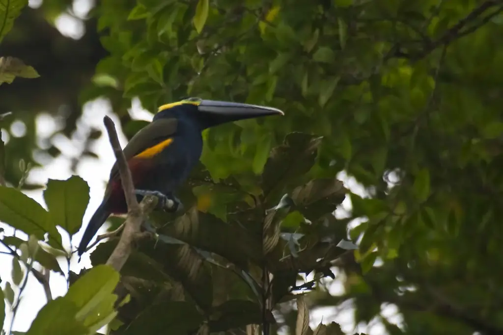 A Bird Perched on a Tree Yellow-eared Toucanets