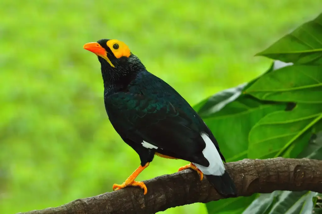 Yellow-faced Mynas Resting on a Rocks