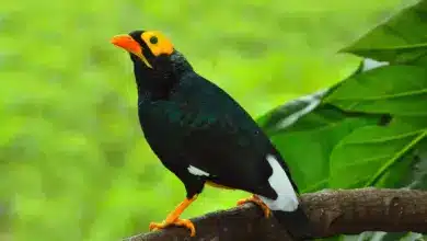 Yellow-faced Mynas Resting on a Rocks