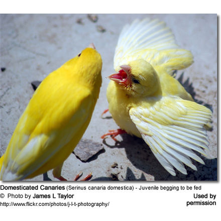 Domesticated Canaries - Adult feeding juvenile