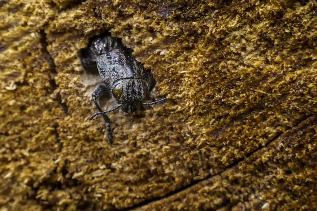 A Bark Beetle Hiding on Wood 