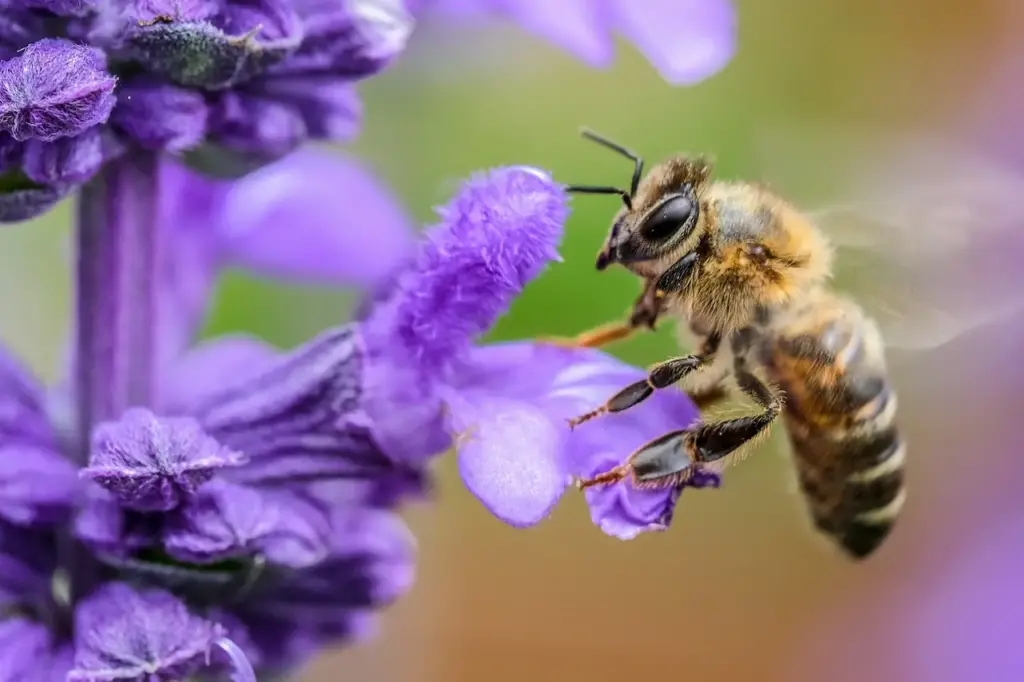 A Bee on a Purple Flower 