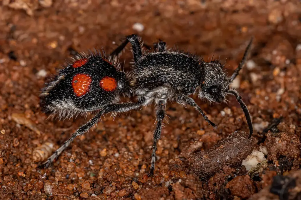 Adult Velvet Ants on the Ground 
