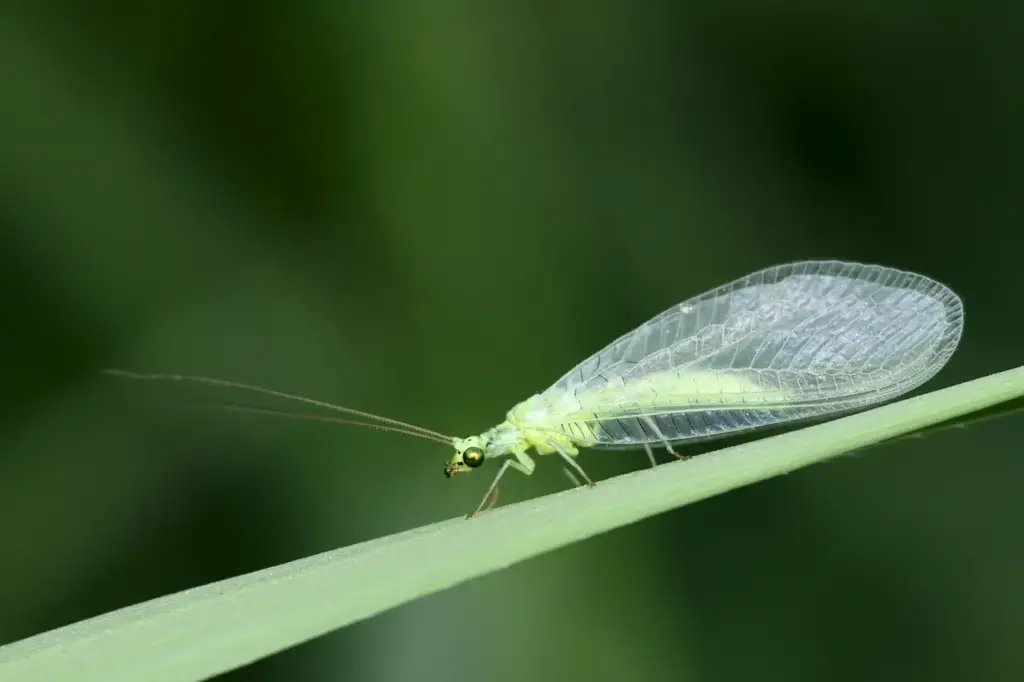 All You Need to Know About Lacewings on a Leaves