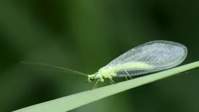 All You Need to Know About Lacewings on a Leaves