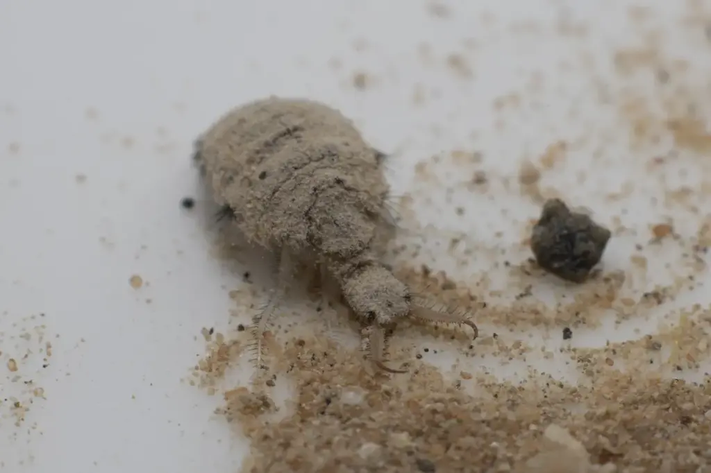 Antlion Insect and the Sand 