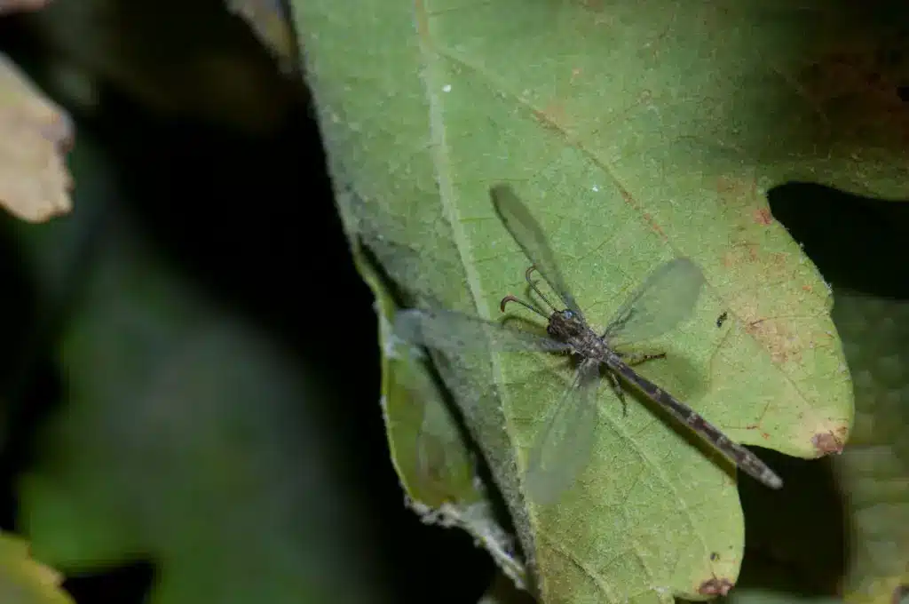 Antlion on Vine Leaf