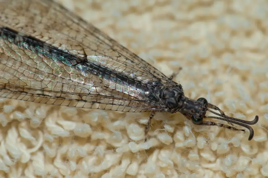 Antlion on a Carpet