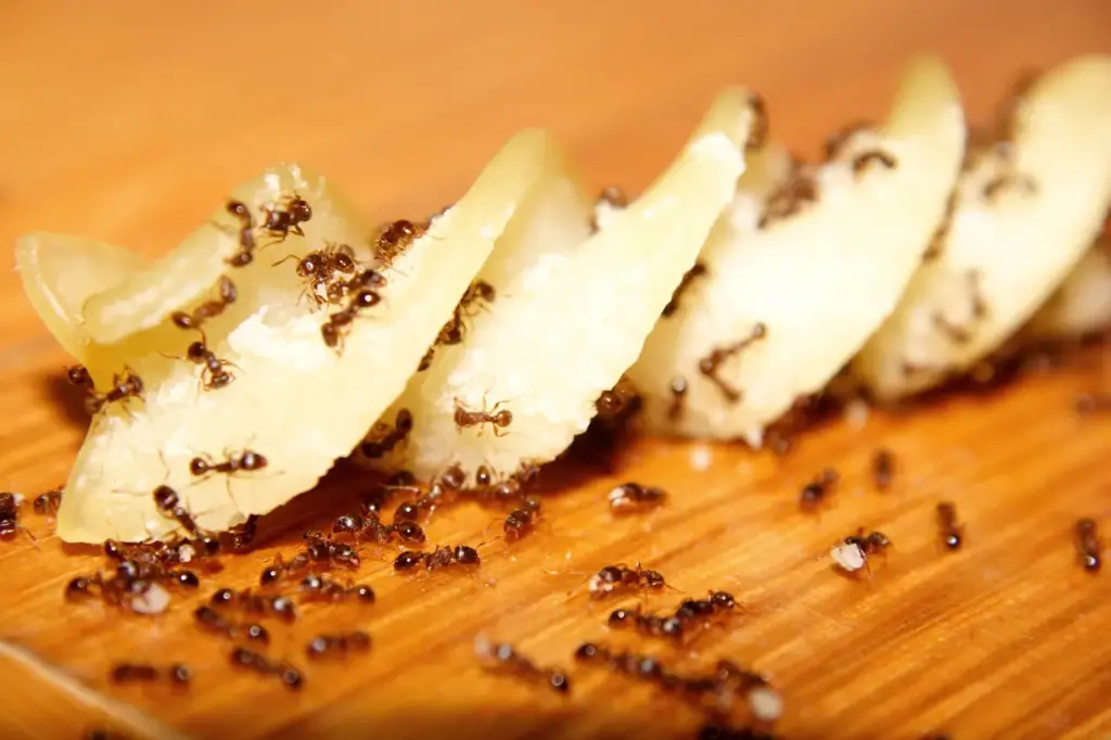 Ants Eating Cooked Fusilli Pasta