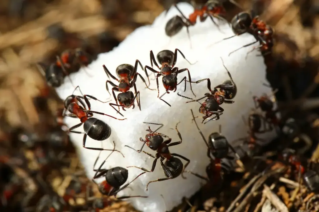 Group of Ants Eating Sugar 
