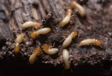 Termites on the Wood. Are Termites Decomposers?