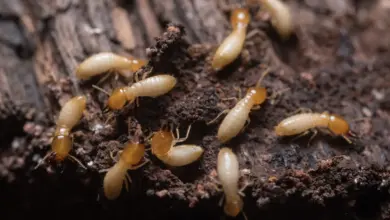 Are Termites Decomposers
