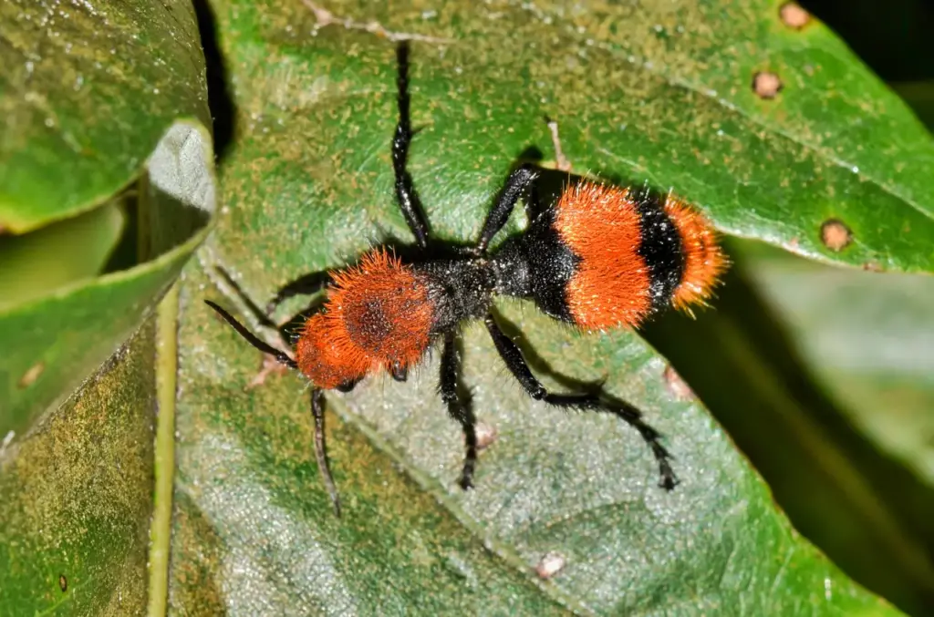 Red Velvet Ant on the Leaves. Are Velvet Ants Dangerous