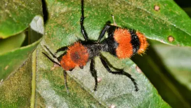 Red Velvet Ant on the Leaves. Are Velvet Ants Dangerous?