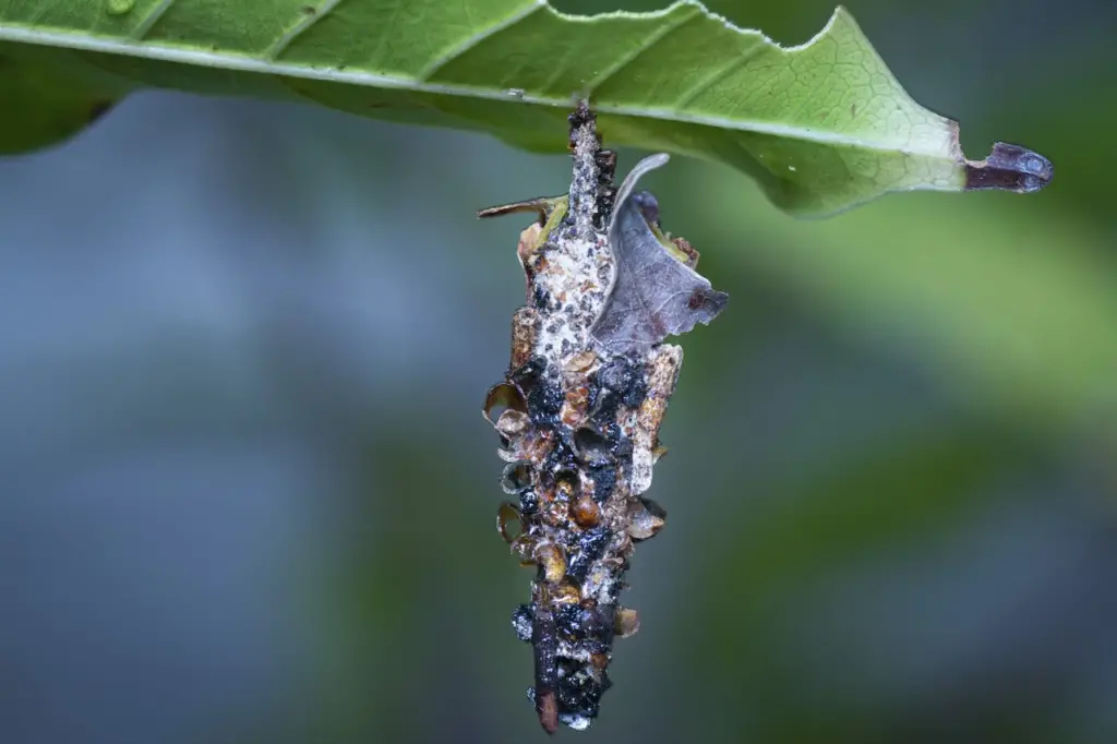 Close Up Image Bagworm Moth Larvae 