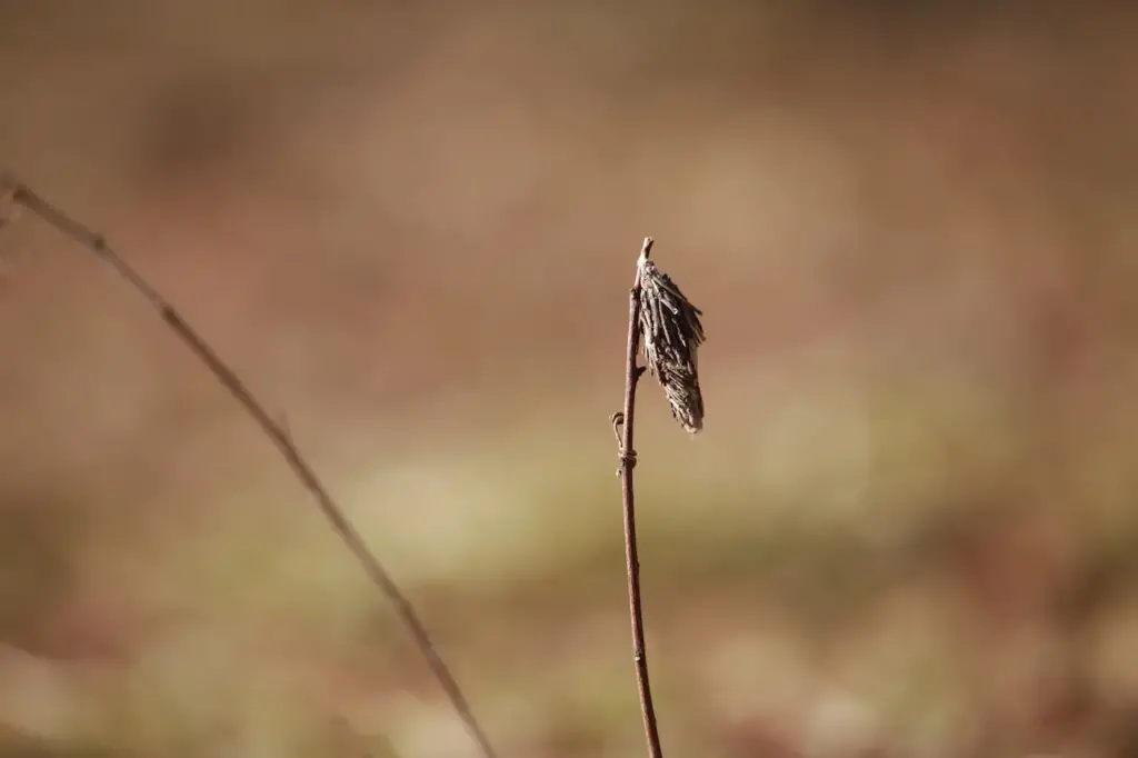 Bagworms Hanging on Branches 