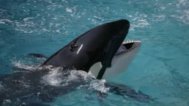 Killer Whale on the Water. Ban on Whaling may be Lifted