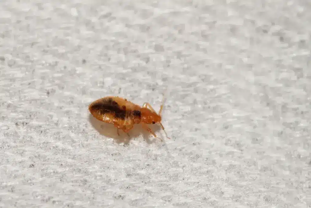 Close up Image of Bed Bug 