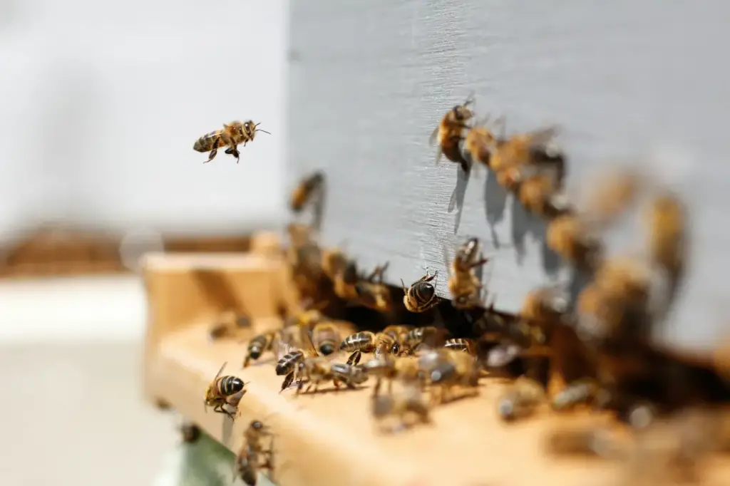 Bees on their Hive 