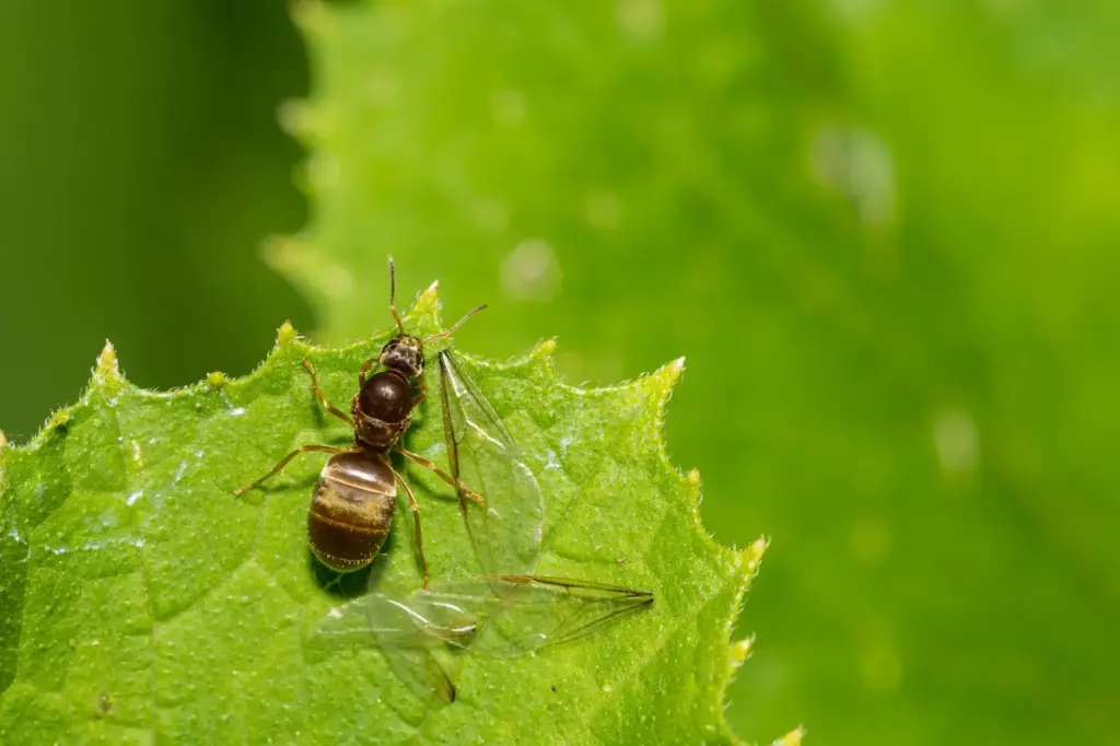 Black Garden Ant on he Leaves 