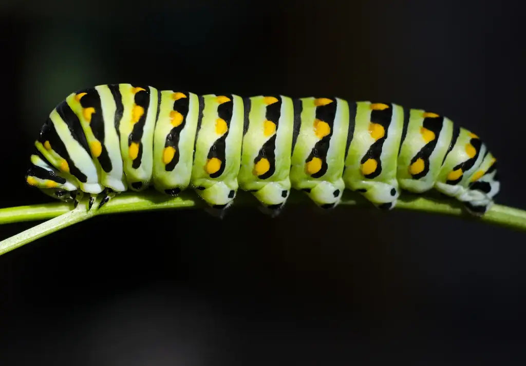 Black Swallowtail Caterpillar on a Thorn 