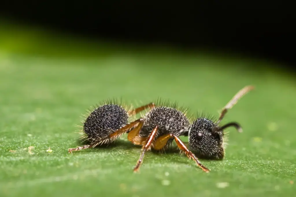 Black Velvet Ant on Green Leaf