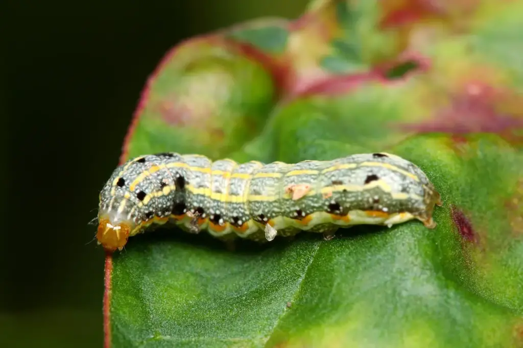 Caterpillar Crawling on Green Leaf.