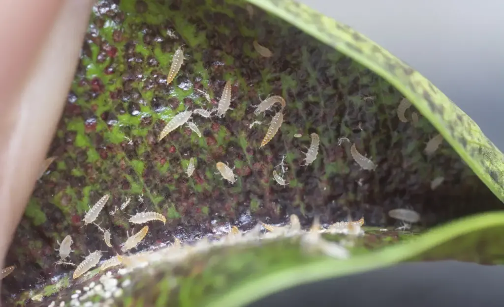 Close up Shot of the Thrips Insect 