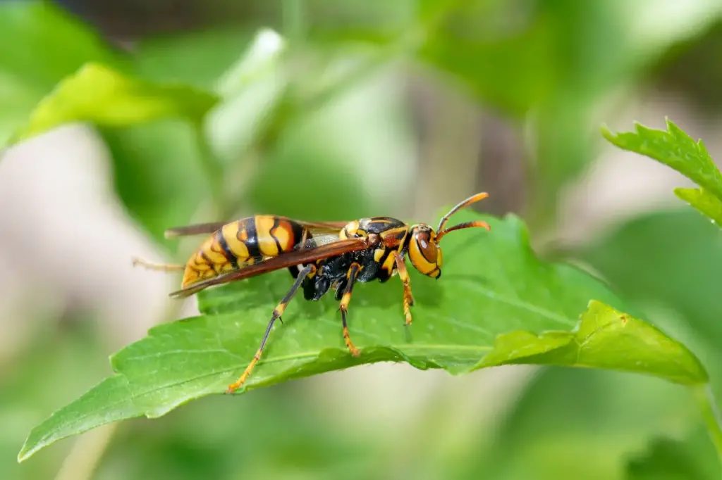 Close-up of Hornet on the Leaves 