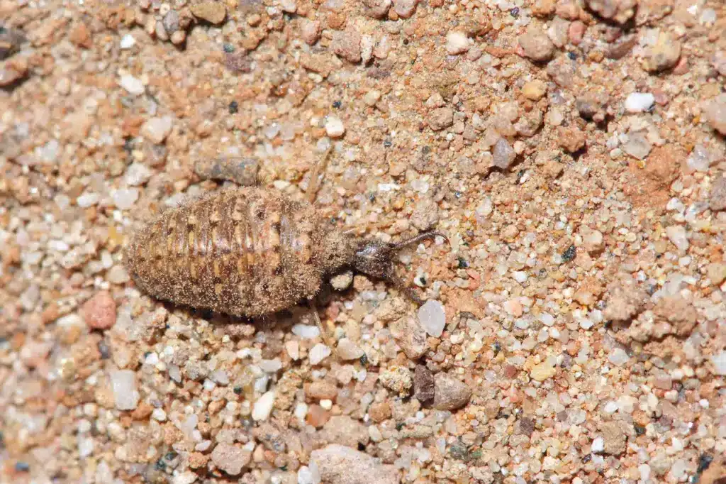 Close-up of a Antlion on the Ground 
