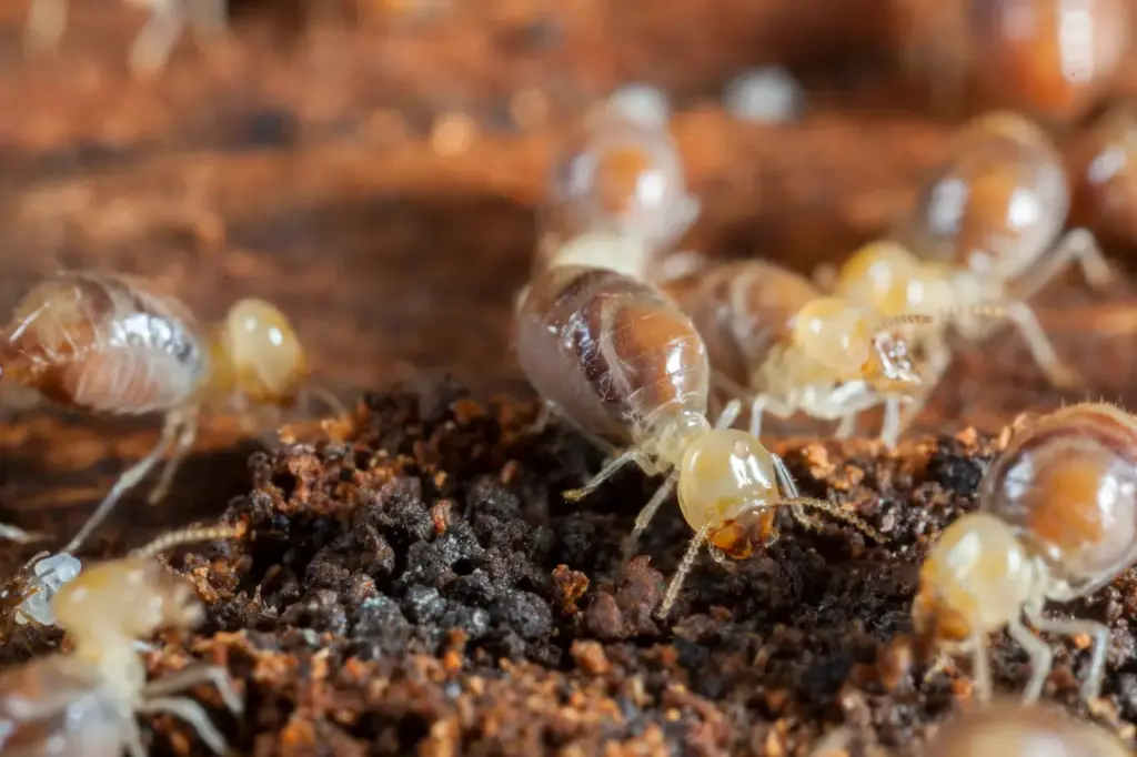 Closer Look of Termites Eating A Wood