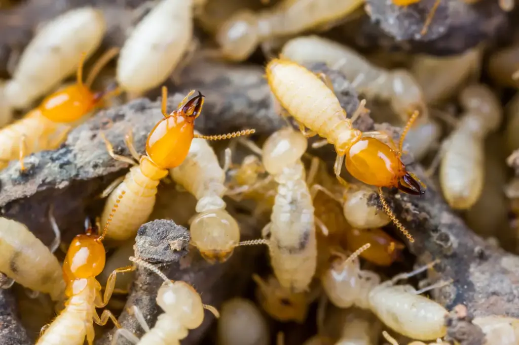 Closeup Image of Termites 
