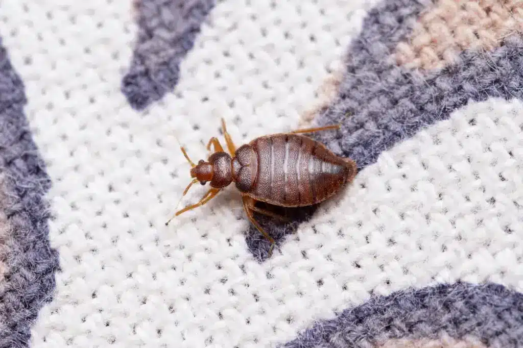 Dorsal Shot of Bed Bug 