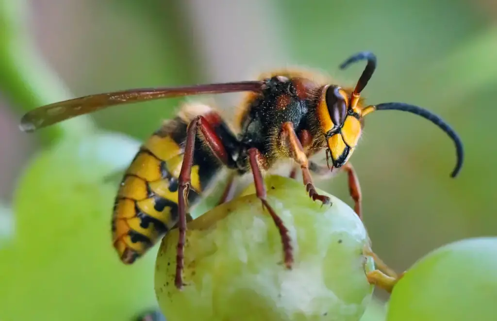 European Hornet on a Fruits