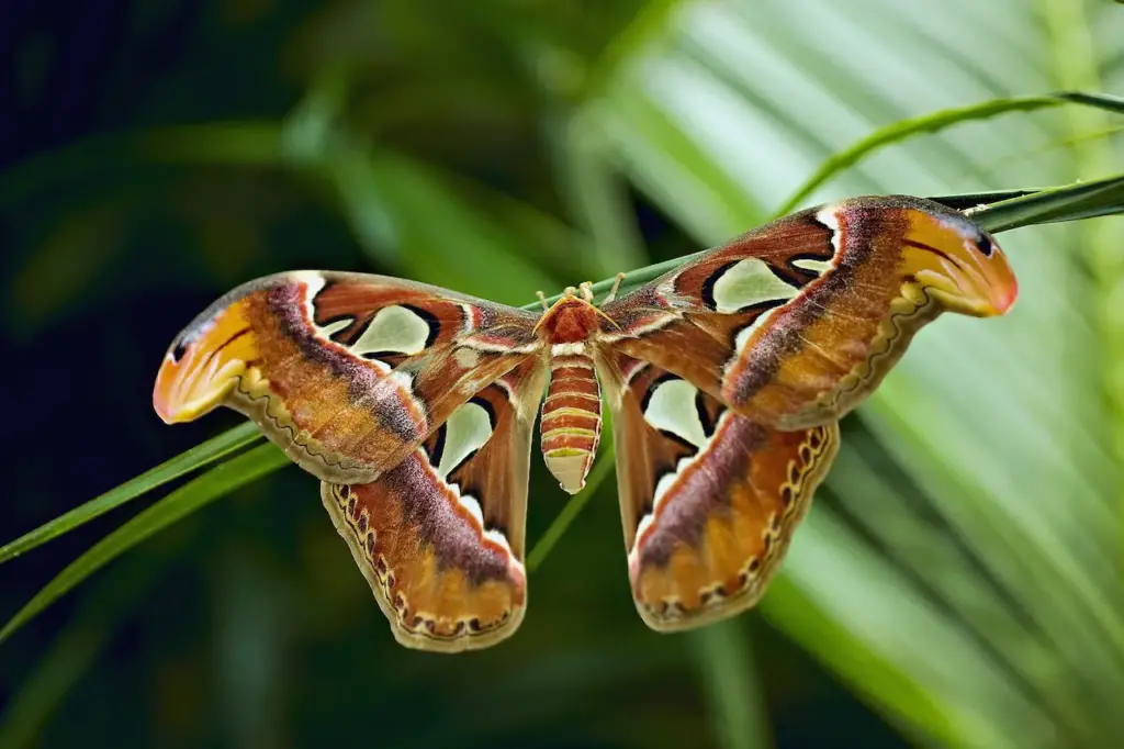 Giant Atlas Moth Perched on a Leaves 