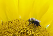 Good News Bee on a Sunflower