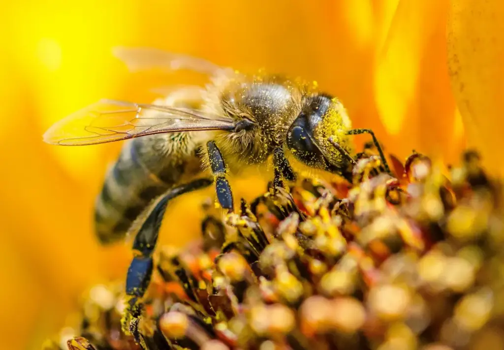 A Bee on the Flower Good News Bee