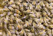 Many Bees in a Honeycomb. Good News Bee All You Need to Know