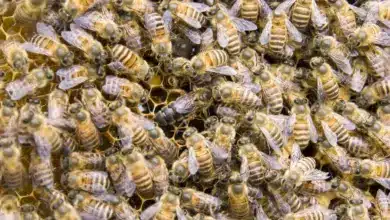 Many Bees in a Honeycomb. Good News Bee All You Need to Know