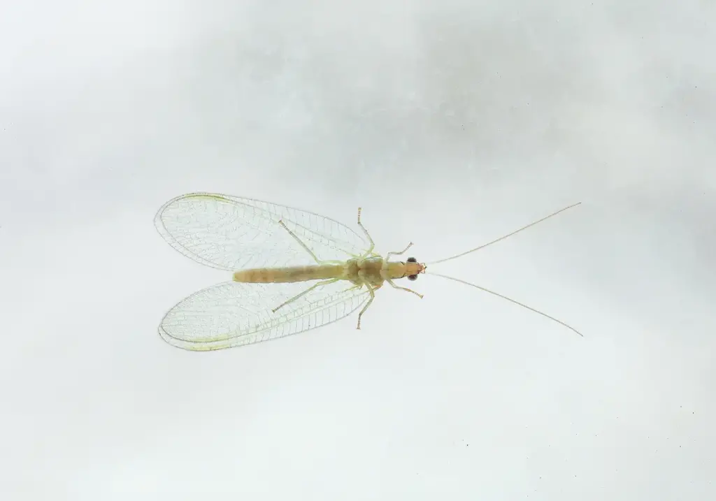 Green Lacewings Sitting On Dirty Glass