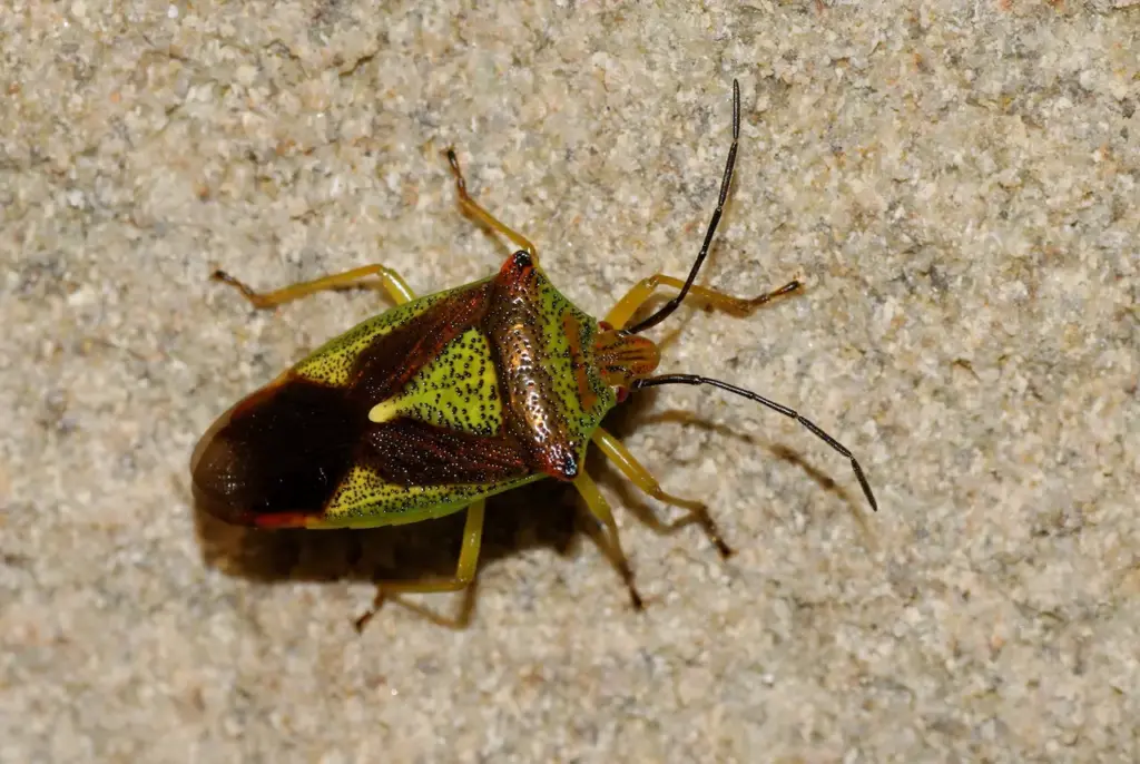 Close up image Hawthorn Shied Bug
