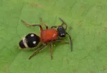 How Bad is a Velvet Ant Sting Image on the Leaves