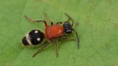 Velvet Ant Image on the Leaves How Bad is a Velvet Ant Sting?