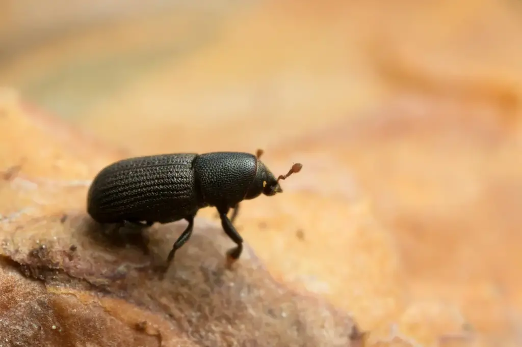 Hylastes Bark Beetle on Wood 