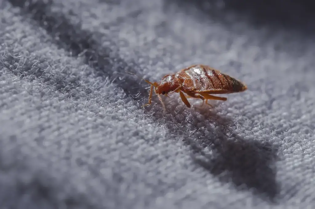 Close up Image of Bed Bug at Night in the Moonlight on a Bed Linen