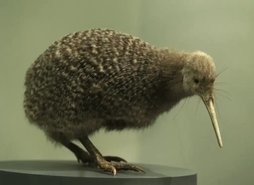 Close up Image Kiwi bird 