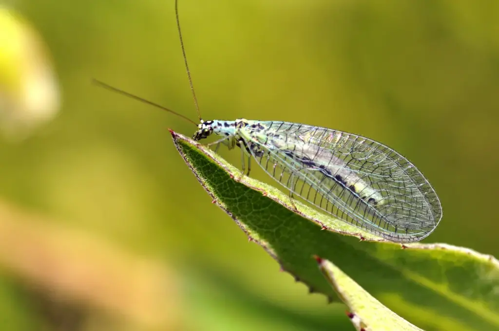 Lacewings For A Health Garden On Leaf