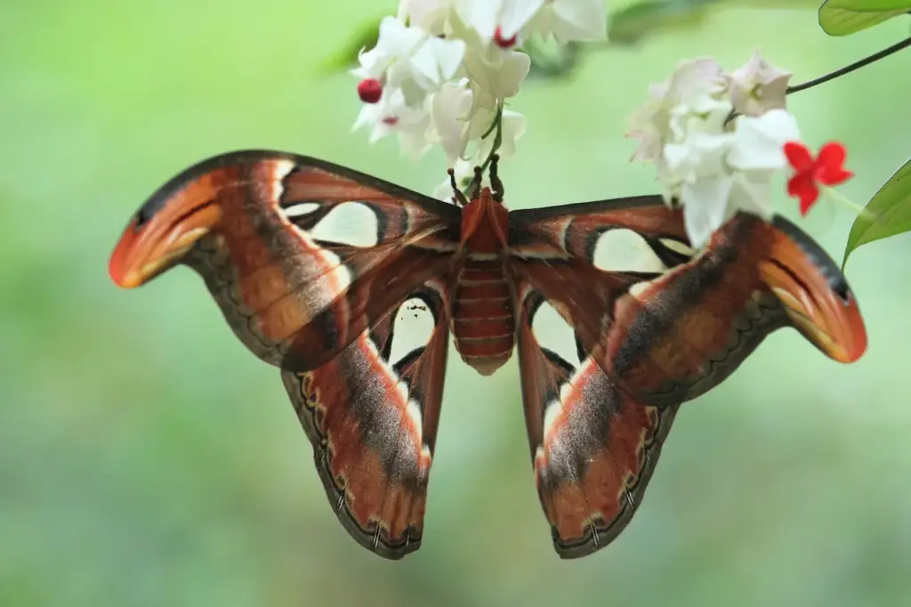 Large Butterfly Atlas Moth 