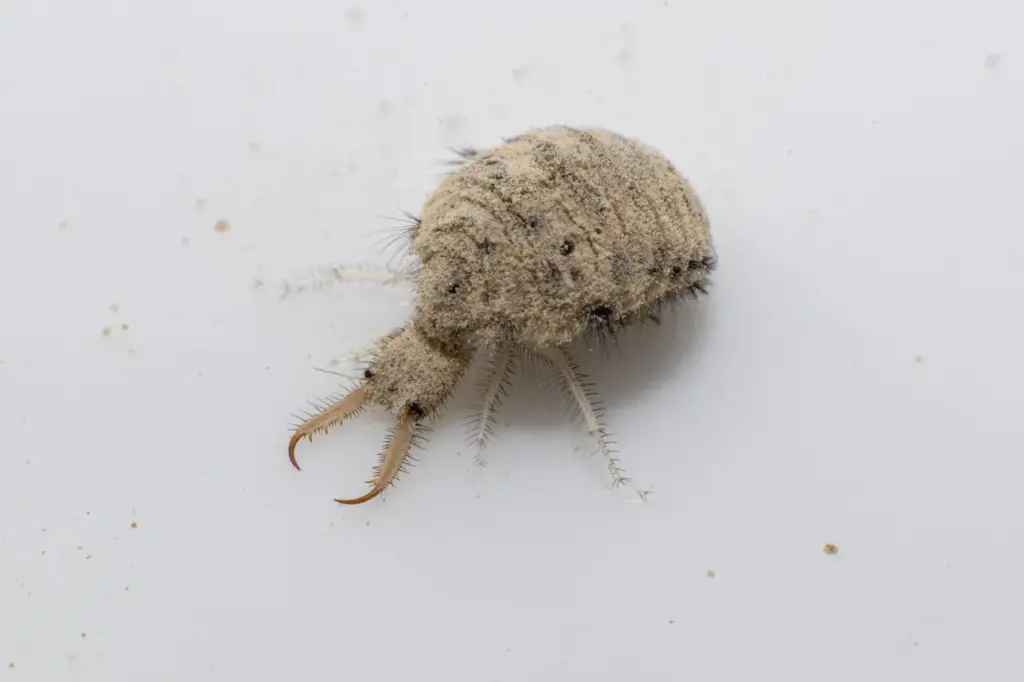 Larve from the Antlion Insect 
